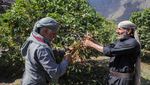 Intip Inovasi Petani Yaman dalam Meningkatkan Cita Rasa Kopi