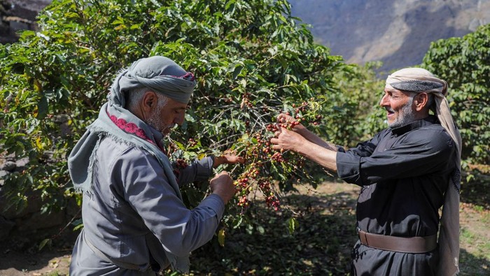 Intip Inovasi Petani Yaman dalam Meningkatkan Cita Rasa Kopi Farmers spread fermented coffee cherries on drying beds in a village where farmers have adopted the innovative method of fermenting coffee to elevate flavors, in Haraz, Yemen January 29, 2025. REUTERS/Khaled Abdullah