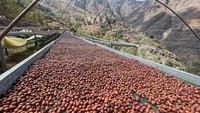 Seiring kopi Yaman terus memikat pasar global, beberapa petani inovatif memimpin gerakan untuk merangkul teknik baru guna mengangkat tradisi yang dicintai ini. Di antara mereka adalah Abdullah al-Qadi, yang mengatakan pendekatan baru ini telah membuahkan hasil bagi para petani.