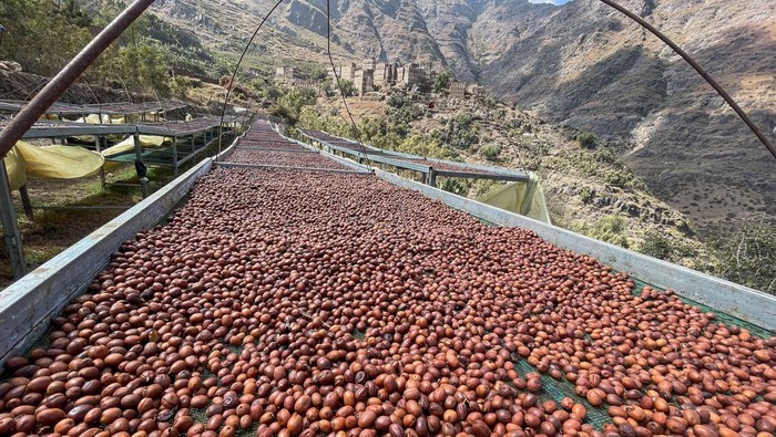 Intip Inovasi Petani Yaman dalam Meningkatkan Cita Rasa Kopi Farmers spread fermented coffee cherries on drying beds in a village where farmers have adopted the innovative method of fermenting coffee to elevate flavors, in Haraz, Yemen January 29, 2025. REUTERS/Khaled Abdullah