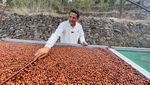 Intip Inovasi Petani Yaman dalam Meningkatkan Cita Rasa Kopi