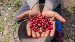 Intip Inovasi Petani Yaman dalam Meningkatkan Cita Rasa Kopi