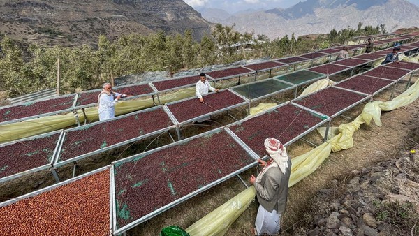 Intip Inovasi Petani Yaman dalam Meningkatkan Cita Rasa Kopi