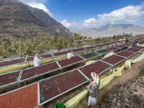 Intip Inovasi Petani Yaman dalam Meningkatkan Cita Rasa Kopi