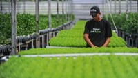 Petani memanen seledri di Greenhouse Sentra Seledri Cikeusal, Serang, Banten, Senin (10/2/2025).