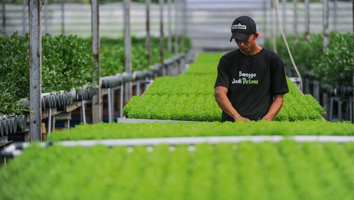 Petani memindahkan bibit seledri untuk di simpan di netpot hidroponik di Greenhouse Sentra Seledri Cikeusal, Kabupaten Serang, Banten, Senin (10/2/2025). Sentra budi daya sayuran seledri dengan metode hidroponik yang memiliki luas lahan sebesar 2.000 meter persegi tersebut menjadi salah satu budi daya seledri terbesar di Banten yang dalam satu kali panennya dapat menghasilkan 6 ton seledri dan diharapkan dapat membantu memenuhi pasokan untuk makanan bergizi gratis (MBG) di Banten. ANTARA FOTO/Muhammad Bagus Khoirunas/YU