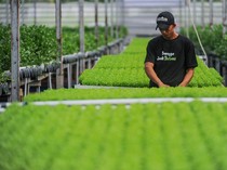 Intip Pusat Seledri Hidroponik Terbesar di Banten