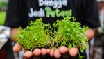Intip Pusat Seledri Hidroponik Terbesar di Banten