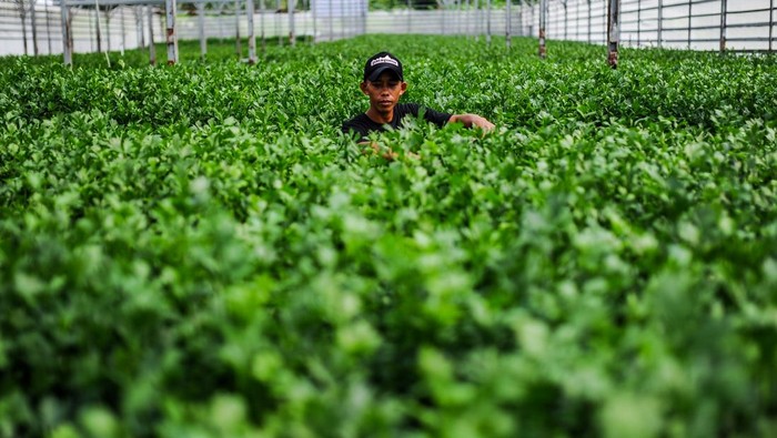Intip Pusat Seledri Hidroponik Terbesar di Banten Petani memindahkan bibit seledri untuk di simpan di netpot hidroponik di Greenhouse Sentra Seledri Cikeusal, Kabupaten Serang, Banten, Senin (10/2/2025). Sentra budi daya sayuran seledri dengan metode hidroponik yang memiliki luas lahan sebesar 2.000 meter persegi tersebut menjadi salah satu budi daya seledri terbesar di Banten yang dalam satu kali panennya dapat menghasilkan 6 ton seledri dan diharapkan dapat membantu memenuhi pasokan untuk makanan bergizi gratis (MBG) di Banten. ANTARA FOTO/Muhammad Bagus Khoirunas/YU