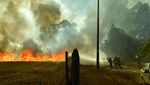 Kebakaran Hutan Meluas, Chile Tetapkan Status Darurat