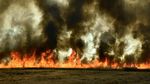 Kebakaran Hutan Meluas, Chile Tetapkan Status Darurat