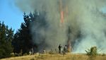 Kebakaran Hutan Meluas, Chile Tetapkan Status Darurat Kebakaran Hutan Meluas, Chile Tetapkan Status Darurat