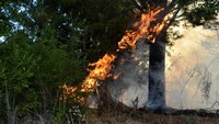 Krisis ini terjadi setelah kebakaran hutan dahsyat tahun lalu di wilayah Valparaiso yang menewaskan sedikitnya 136 orang dan menghancurkan lebih dari 6.600 rumah. 