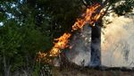 Kebakaran Hutan Meluas, Chile Tetapkan Status Darurat Kebakaran Hutan Meluas, Chile Tetapkan Status Darurat