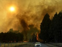 Kebakaran Hutan Meluas, Chile Tetapkan Status Darurat