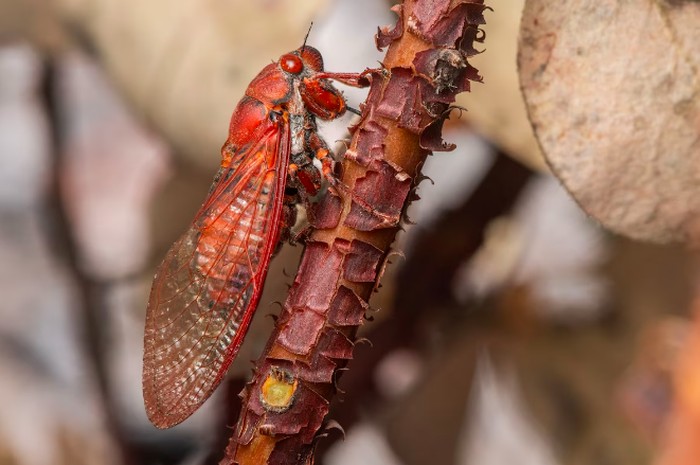 Ketika jangkrik merah tua mencolok (Okanagana arctostaphylae)