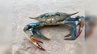 Korea Selatan dan Utara pernah berebut area pancing di Laut Kuning. Hal ini menyebabkan perang antar negara sebab ada kepiting biru yang berharga di perairan itu. Foto: Times of India