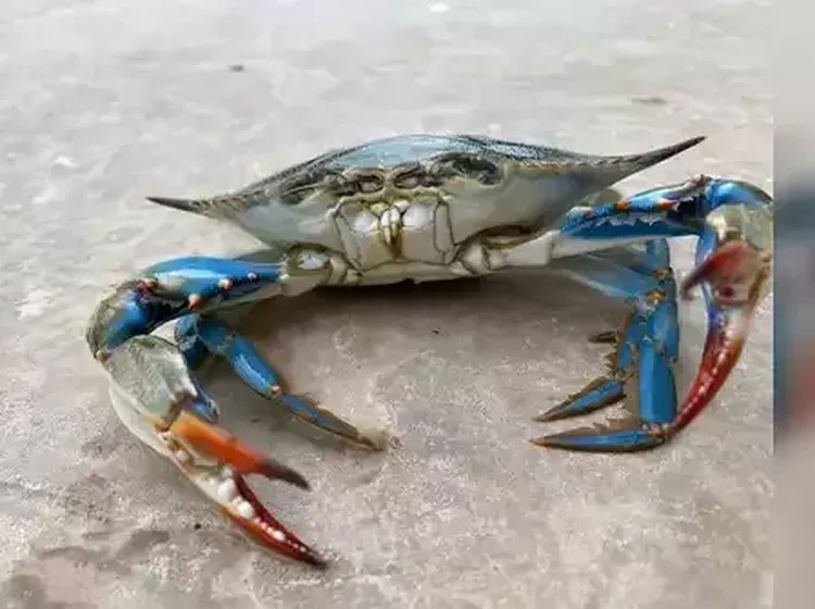 10 Makanan dengan Sejarah Kelam yang Memicu Perang