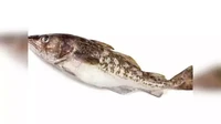 Perang Ikan Cod merupakan salah satu dari rangkaian perang yang terjadi antara Islandia dan Inggris Raya. Konflik ini terjadi pada satunya ketika Islandia pada 1952 membatasi penangkapan ikan laut. Foto: Times of India