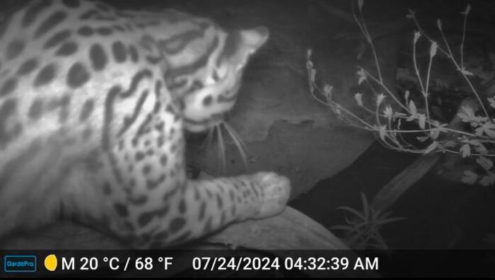 Oselot (Leopardus pardalis) atau macan tutul kurcaci