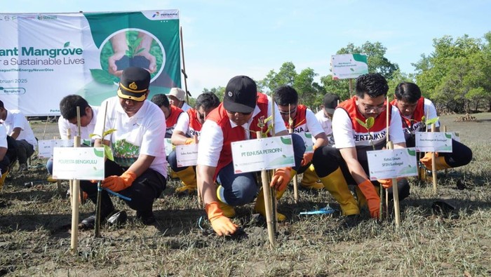 Penanaman 2.025 pohon mangrove di pesisir pantai Bengkulu