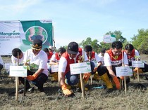 Komitmen Lingkungan Berkelanjutan, 2.025 Mangrove Ditanam di Bengkulu