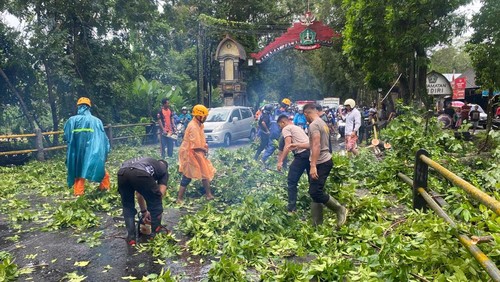 Pohon tumbang di Tabanan, Senin (10/2/2025).