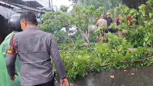 Anggota Polsek Pringgarata saat mengevakuasi pohon tumbang di Jalan Raya Mantang, Senin (10/2/2025) pagi. Foto: (istimewa)