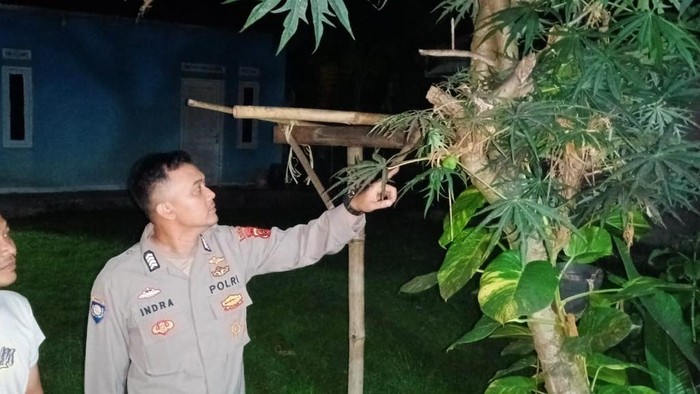 Polisi menunjukkan pohon betadine yang membuat lima anak di Cianjur keracunan.
