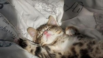 Bangun kali cing. Foto: (Bored Panda).