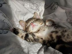 Potret Tingkah Kocak Hewan yang Bikin Harimu Lebih Ceria