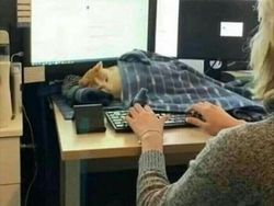 Potret Tingkah Kocak Hewan yang Bikin Harimu Lebih Ceria