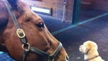 Dikira anaknya mungkin ya sama si kuda. Foto: (Bored Panda).