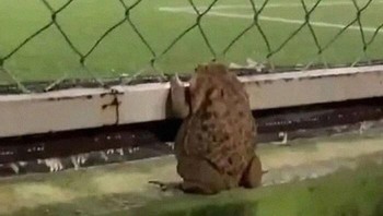 Kayaknya si kodok mau ikutan main juga deh. Foto: (Bored Panda).