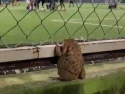 Potret Tingkah Kocak Hewan yang Bikin Harimu Lebih Ceria