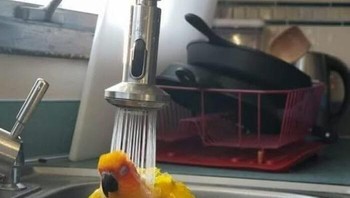 Seger ya mandi pake kucuran air keran seperti itu. Foto: (Bored Panda).