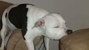 Nggak tau ah, mau tidur aja. Foto: (Bored Panda).