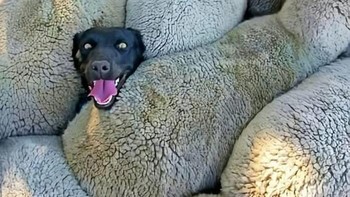 Dia malah keasyikan nyempil gitu. Foto: (Bored Panda),