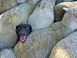 Potret Tingkah Kocak Hewan yang Bikin Harimu Lebih Ceria