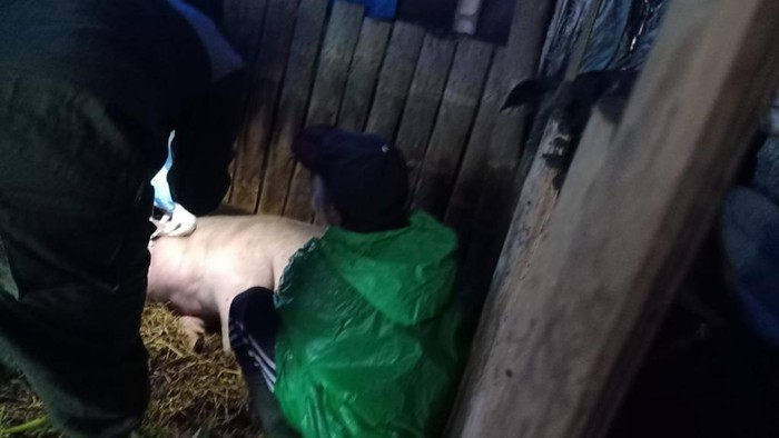 Puluhan babi di Pasuruan mati mendadak