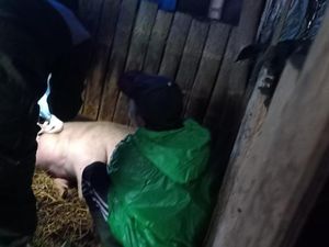 70 Ekor Babi Warga Tosari Pasuruan Mati Mendadak