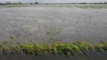 Ratusan Hektare Sawah di Kudus Gagal Panen Akibat Terendam Banjir