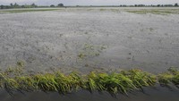 Dinas Pertanian dan Pangan Kabupaten Kudus mencatat sejak Januari 2025 sebanyak 1.032,125 hektare tanaman padi yang berusia 10 hari hingga usia sudah siap panen yang tersebar di empat kecamatan terendam banjir.