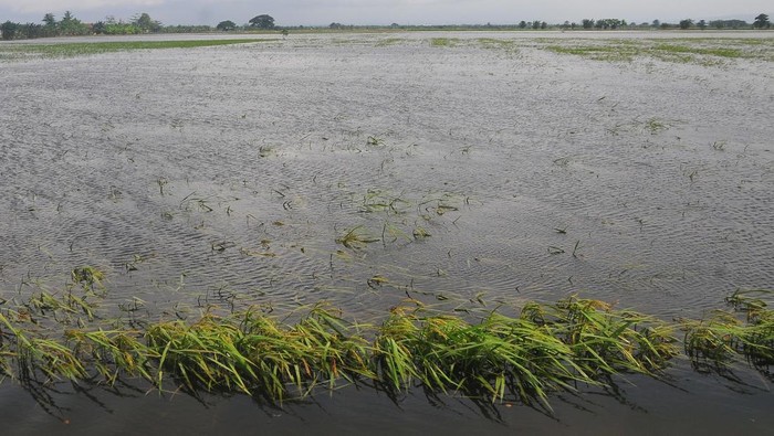 Ratusan Hektare Sawah di Kudus Gagal Panen Akibat Terendam Banjir Petani menunjukkan tanaman padi yang mulai membusuk akibat banjir di persawahan Desa Karangrowo, Undaan, Kudus, Jawa Tengah, Senin (10/2/2025). Dinas Pertanian dan Pangan Kabupaten Kudus mencatat sejak Januari 2025 sebanyak 1.032,125 hektare tanaman padi yang berusia 10 hari hingga usia sudah siap panen yang tersebar di empat kecamatan terendam banjir dan 438,10 hektare diantaranya mengalami puso atau gagal panen. ANTARA FOTO/Yusuf Nugroho/tom.