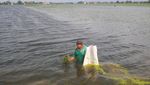 Ratusan Hektare Sawah di Kudus Gagal Panen Akibat Terendam Banjir
