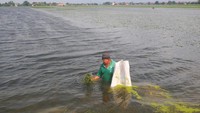 Petani menunjukkan tanaman padi yang mulai membusuk akibat banjir.