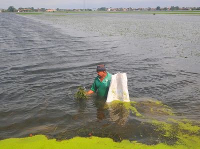 Ratusan Hektare Sawah di Kudus Gagal Panen Akibat Terendam Banjir