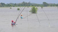 Warga mencari ikan di lahan tanaman padi yang terendam banjir di persawahan Desa Karangrowo, Undaan, Kudus, Jawa Tengah, Senin (10/2/2025).