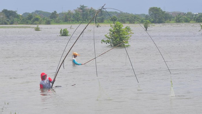 Ratusan Hektare Sawah di Kudus Gagal Panen Akibat Terendam Banjir Petani menunjukkan tanaman padi yang mulai membusuk akibat banjir di persawahan Desa Karangrowo, Undaan, Kudus, Jawa Tengah, Senin (10/2/2025). Dinas Pertanian dan Pangan Kabupaten Kudus mencatat sejak Januari 2025 sebanyak 1.032,125 hektare tanaman padi yang berusia 10 hari hingga usia sudah siap panen yang tersebar di empat kecamatan terendam banjir dan 438,10 hektare diantaranya mengalami puso atau gagal panen. ANTARA FOTO/Yusuf Nugroho/tom.
