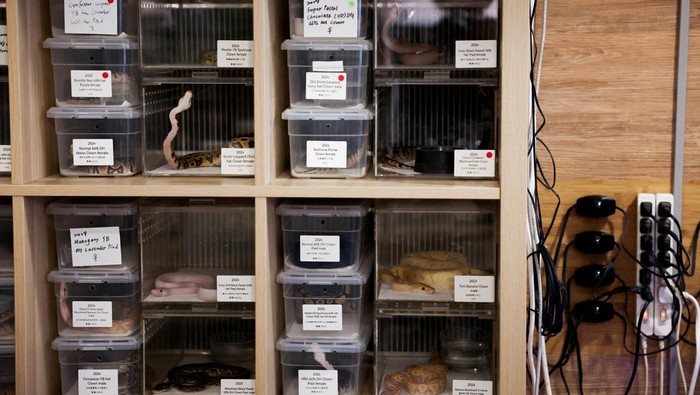 Snakes can be seen at Pythonism, a pet store, that offers customers an opportunity to enjoy the company of snakes while sipping coffee, ahead of the upcoming Lunar New Year, which will usher in the Year of the Snake, in Taipei, Taiwan January 23, 2025. REUTERS/Ann Wang